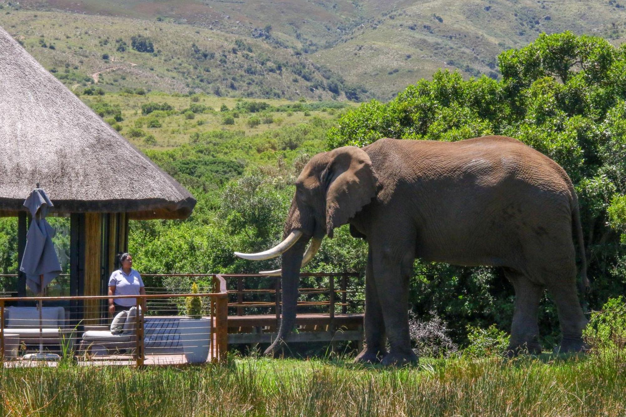 Barefoot Addo Elephant Lodge Dış mekan fotoğraf