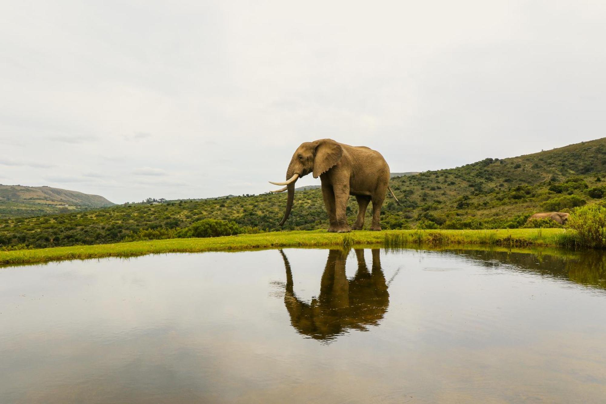 Barefoot Addo Elephant Lodge Dış mekan fotoğraf